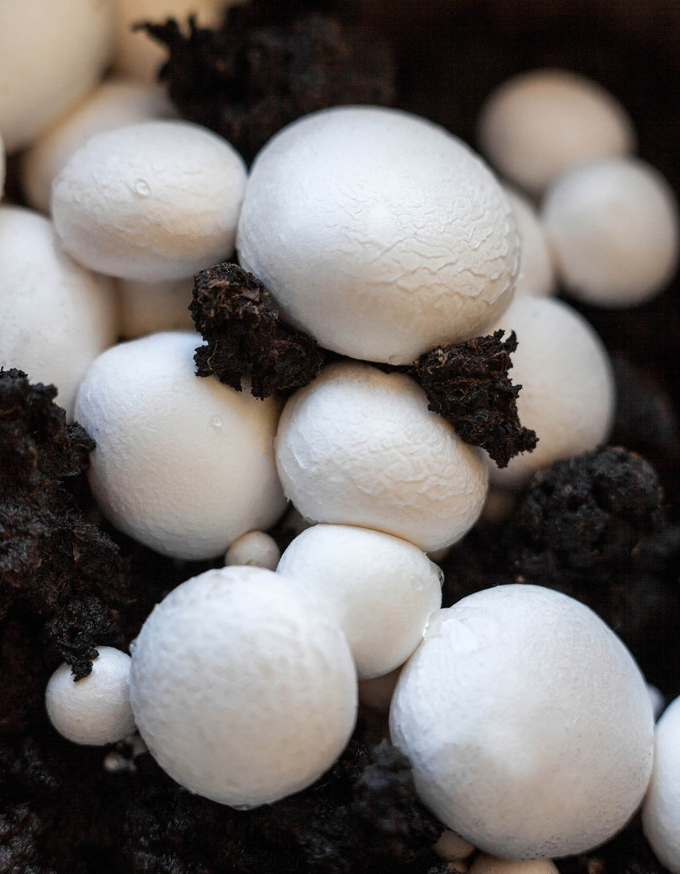button mushrooms button mushrooms