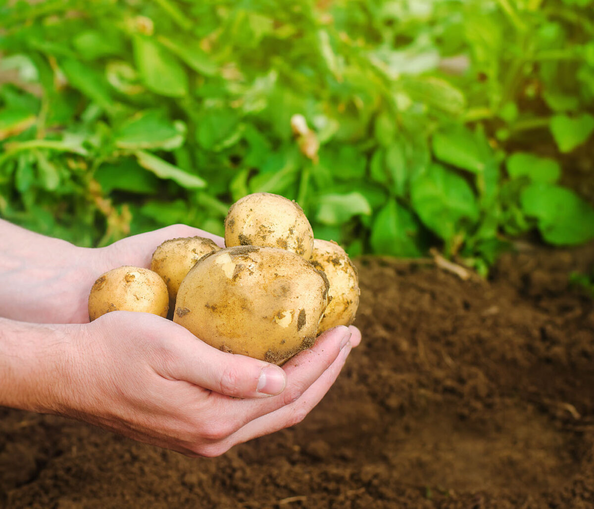 Bulk gypsum Meningie Gypsum